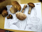 Houbařská sezóna a seznámení s houbami